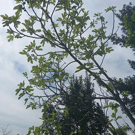 Il Granotto Grana Monferrato 홈스테이 *